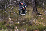Caladenia longicauda subsp crassa
