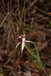 Caladenia heberleana