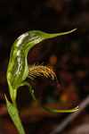 Pterostylis aff. Plumosa