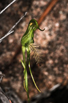 Pterostylis aff. Plumosa