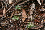 Pterostylis allantoidea