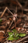 Pterostylis allantoidea