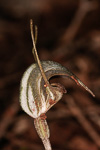 Pterostylis allantoidea