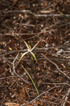 Caladenia microchila