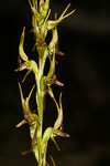 Prasophyllum macrostachyum