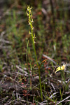 Prasophyllum macrostachyum