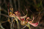 Caladenia multiclavia