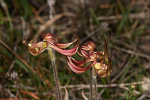 Caladenia multiclavia