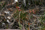 Caladenia multiclavia