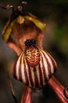 Caladenia multiclavia