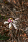 Caladenia radialis
