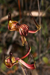 Caladenia multiclavia