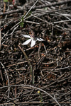 Ericksonella saccharata
