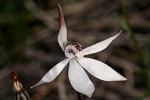 Ericksonella saccharata