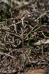 Caladenia x enigma