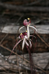 Caladenia radialis