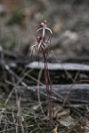 Caladenia radialis