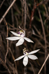 Ericksonella saccharata