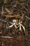 Caladenia x cala