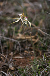 Caladenia x cala