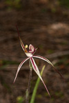 Caladenia aff. x exoleta