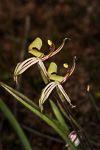 Caladenia roei