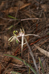 Caladenia roei