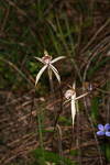 Caladenia polychroma