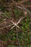 Caladenia polychroma