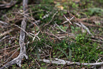 Caladenia polychroma