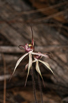 Caladenia aff. x exoleta