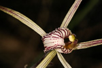 Caladenia polychroma