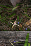 Caladenia polychroma