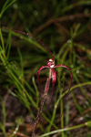 Caladenia pulchra