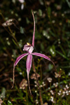 Caladenia x suffusa