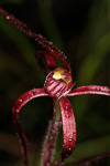 Caladenia pulchra