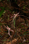 Caladenia x resupina
