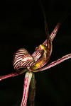 Caladenia x resupina
