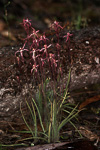 Caladenia pulchra