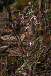 Caladenia pulchra
