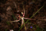 Caladenia falcata x barbarossa