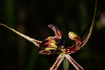 Caladenia falcata x barbarossa