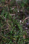 Caladenia falcata x barbarossa