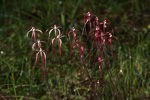 Caladenia pulchra