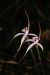 Caladenia x suffusa