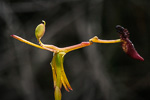 Drakaea isolata