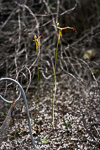 Drakaea isolata