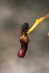 Drakaea isolata