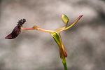 Drakaea isolata