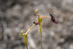 Drakaea isolata
